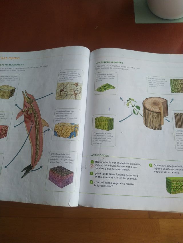 Ciencias De La Naturaleza, 6 Primaria