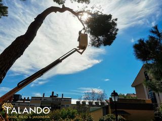 PODA Y TALA DE ÁRBOLES EN MADRID