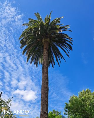 PODA Y TALA DE ÁRBOLES EN MADRID