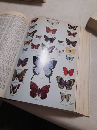 Oxford Universal Dictionary