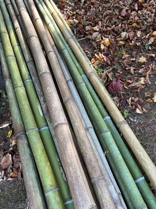 Cañas de bambú para decoración y estructuras