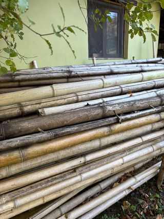 Cañas de bambú para decoración y estructuras