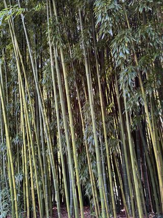 Cañas de bambú para decoración y estructuras