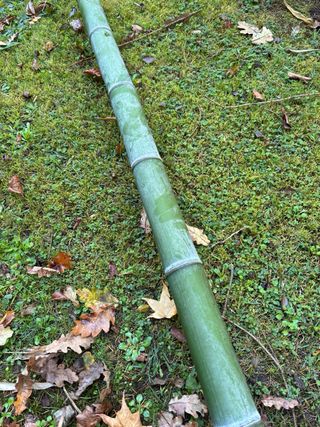 Cañas de bambú para decoración y estructuras