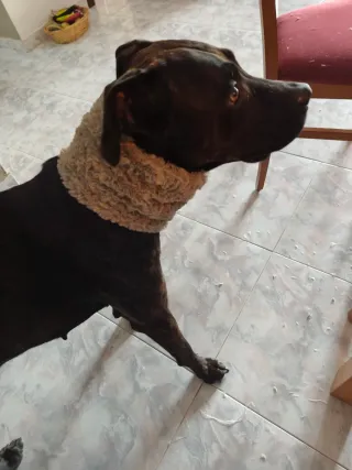 Bufanda de pelo para mascotas