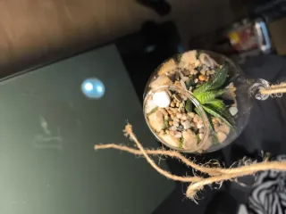 Terrario colgante decorativo, con plantas y muesgo