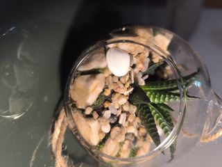 Terrario colgante decorativo, con plantas y muesgo