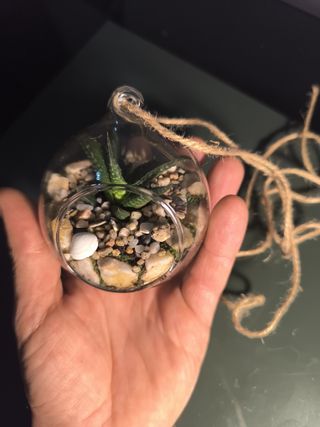 Terrario colgante decorativo, con plantas y muesgo