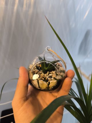 Terrario colgante decorativo, con plantas y muesgo