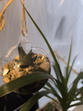 Terrario colgante decorativo, con plantas y muesgo