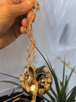 Terrario colgante decorativo, con plantas y muesgo