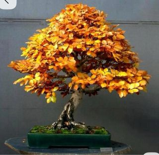 Abono Otoño Bonsái PK 52-34 (500g)