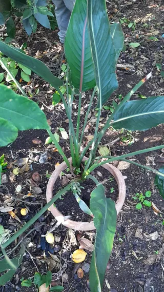 Pianta di Strelitzia