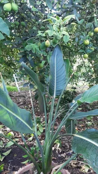 Pianta di Strelitzia
