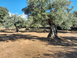 Finca de olivos lista para producir