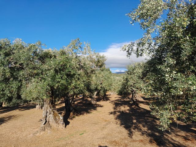 Finca de olivos lista para producir