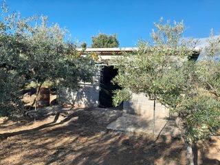 Finca de olivos lista para producir