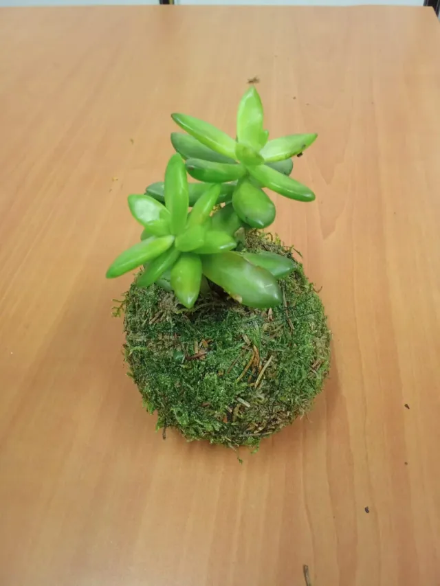 Kokedama pequeña