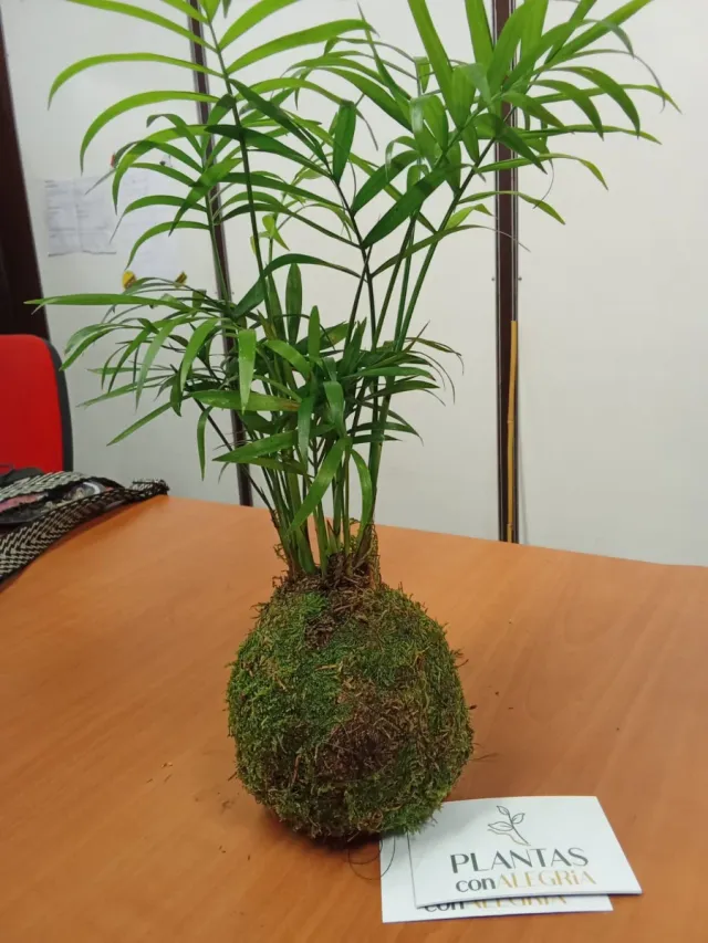 Kokedama Grande