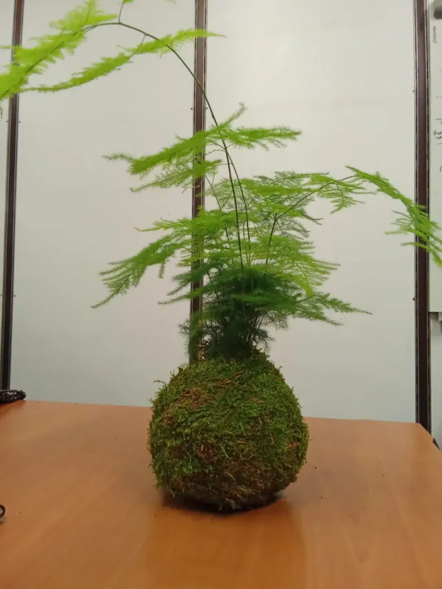 Kokedama Grande