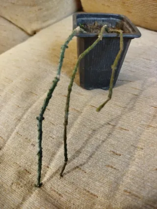 Cynanchum marnierianum en maceta pequeña