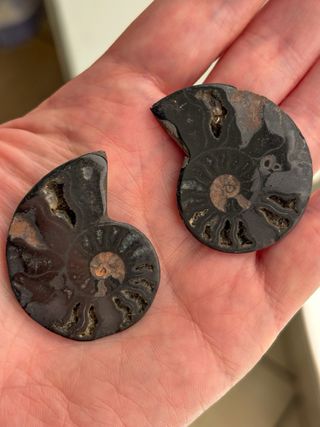 Coppia Ammoniti Fossili