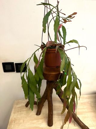 Rhipsalis ramulosa 'Red Coral'