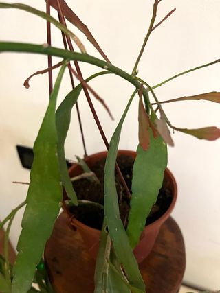 Rhipsalis ramulosa 'Red Coral'