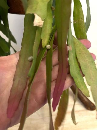 Rhipsalis ramulosa 'Red Coral'