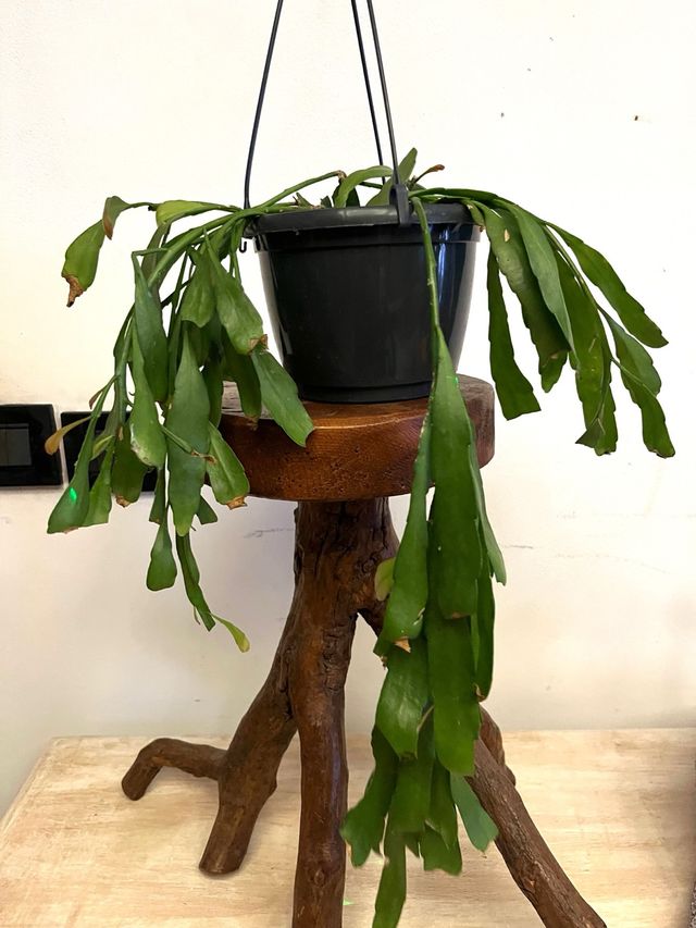 Rhipsalis ramulosa corallo rosso