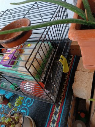 Jaula para cobayas y conejos