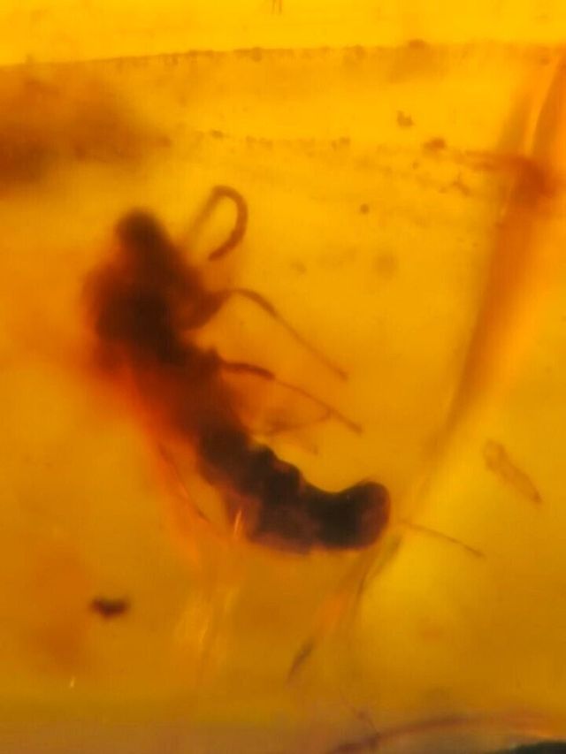 Ámbar Fósil con Insectos Cretácico 1.48g