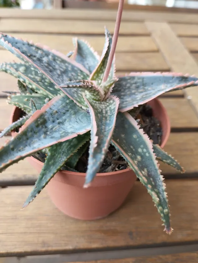 Planta Aloe Vera con borde rosa