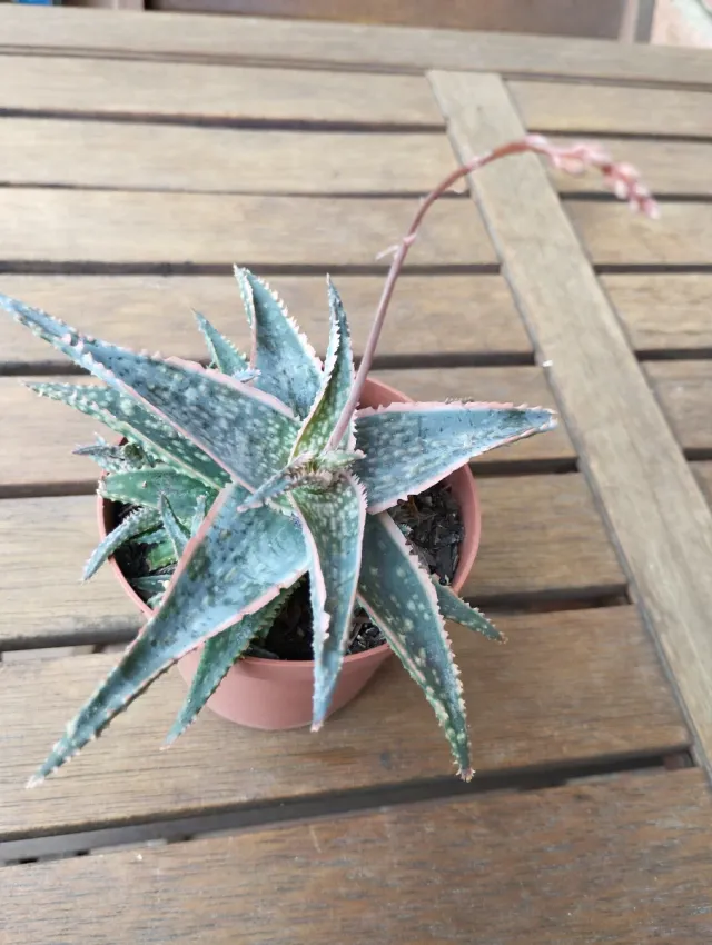 Planta Aloe Vera con borde rosa