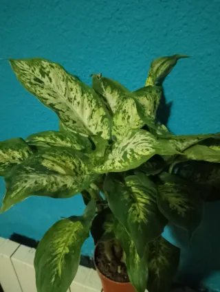 Plantas interior y exterior 