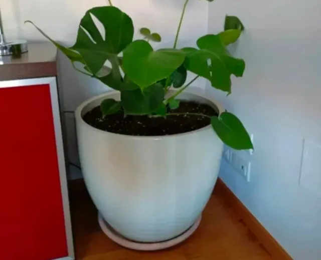 Macetero Cerámica Grande 57x53