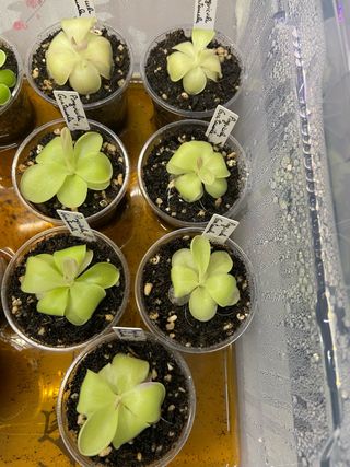 Planta Carnívora Pinguicula Guatemala