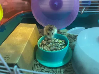 Jaula Hamster Accesorios Tubos