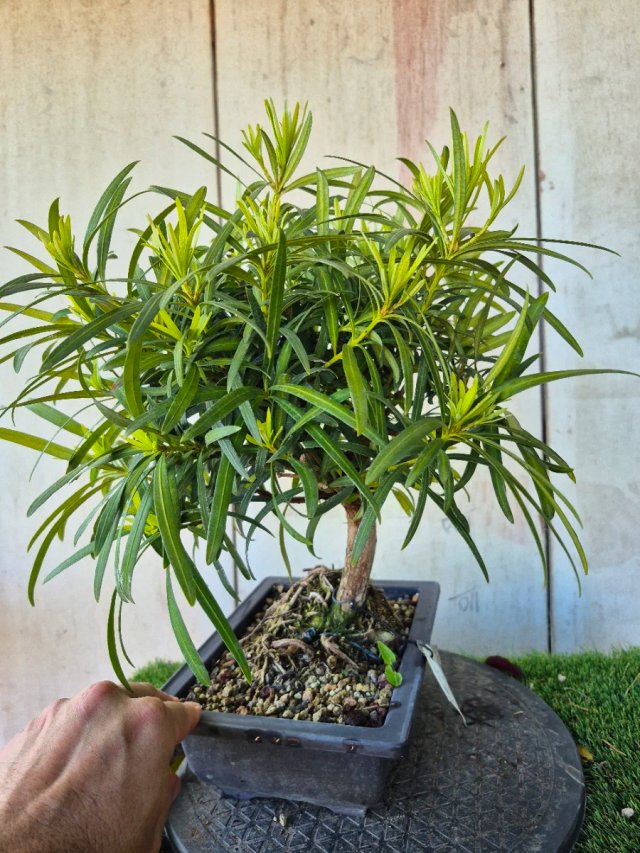 Prebonsai Podocarpus 9A3 Oferta