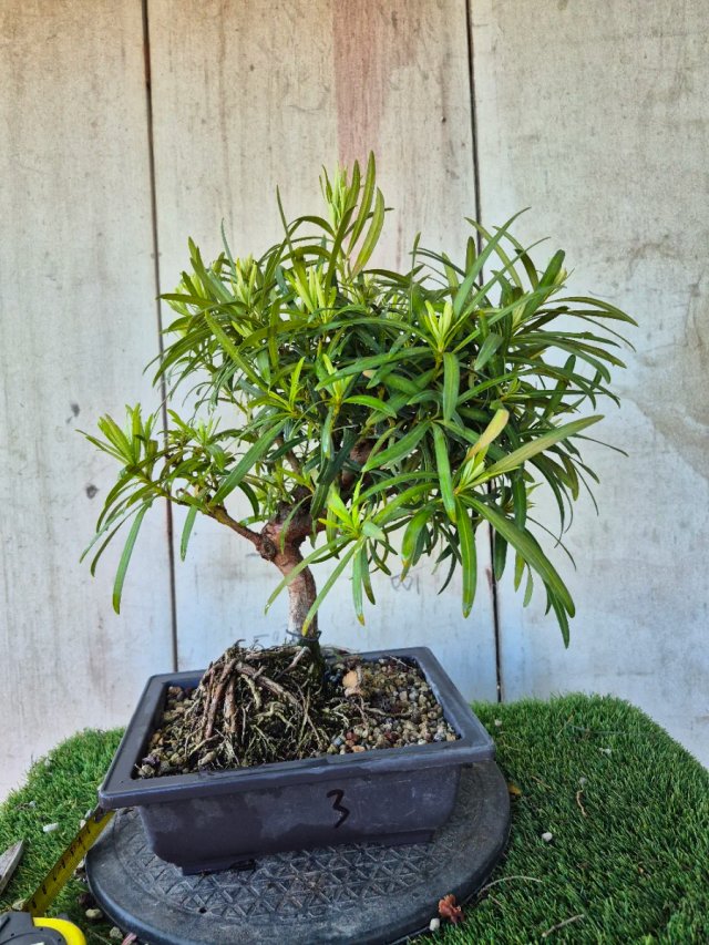 Prebonsai Podocarpus 9A3 Oferta