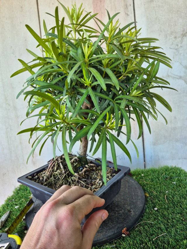 Prebonsai Podocarpus 9A3 Oferta