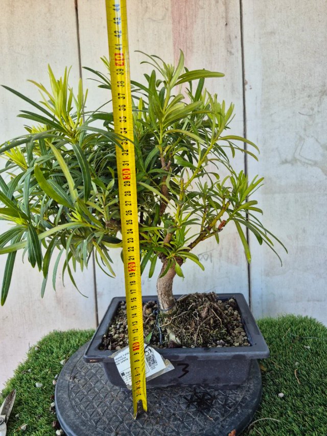 Prebonsai Podocarpus 9A3 Oferta