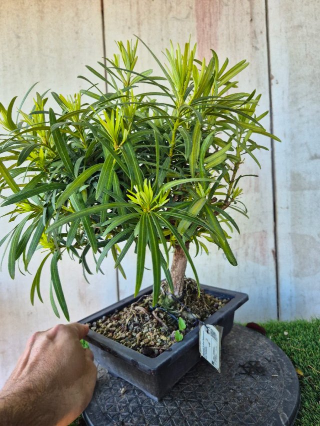 Prebonsai Podocarpus 9A3 Oferta