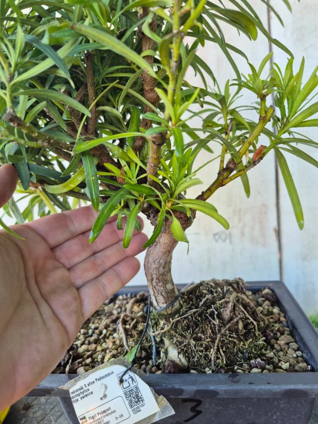 Prebonsai Podocarpus 9A3 Oferta