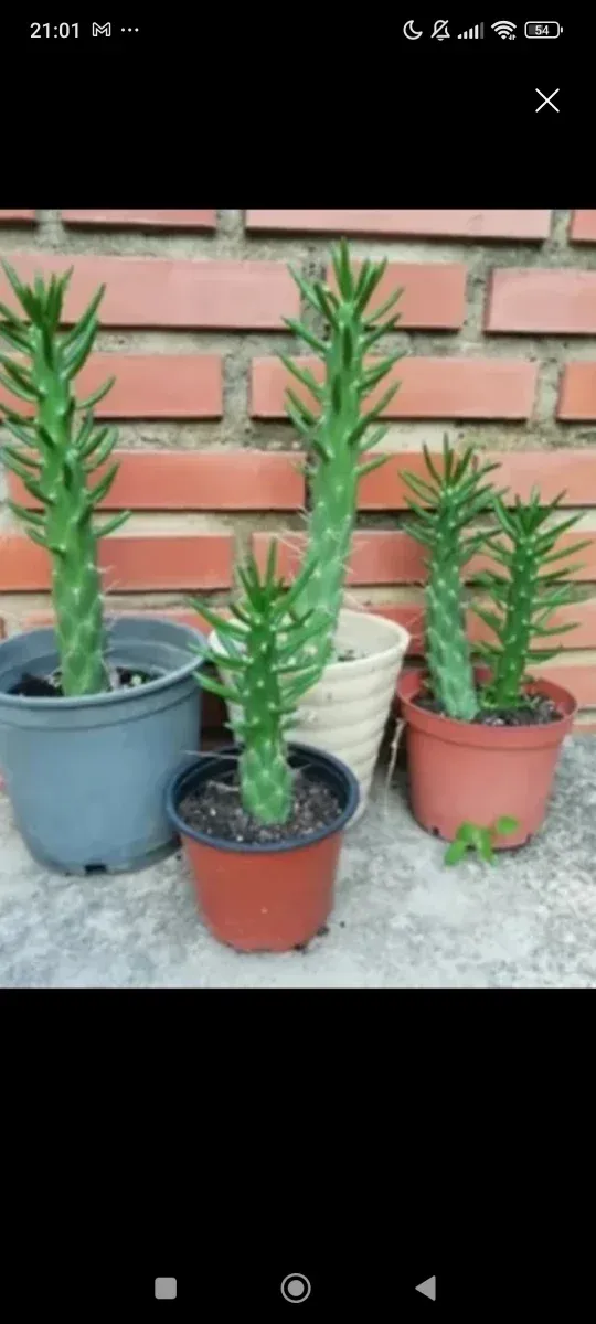 5 Cactus por 2€
