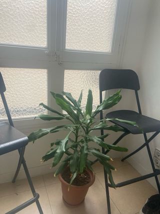 Sillas Altas Plegables Negras (2 unidades)