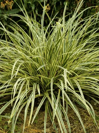 Carex morrowii - Pianta Giapponese Rara