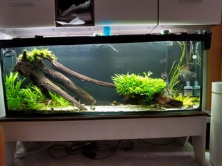 Acuario 155x55x25