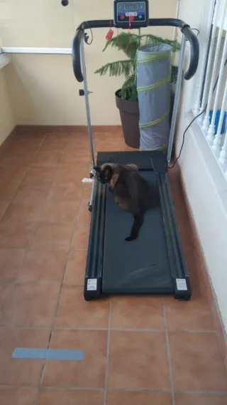 Máquina de Remo y Cinta Andar sin Gato.