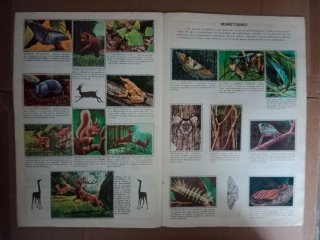 Album Los Animales en su Ambiente